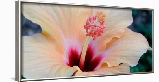 Close-Up of a Hibiscus Flower, Pinole, California, USA-null-Framed Photographic Print