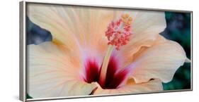 Close-Up of a Hibiscus Flower, Pinole, California, USA-null-Framed Photographic Print