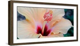 Close-Up of a Hibiscus Flower, Pinole, California, USA-null-Framed Photographic Print