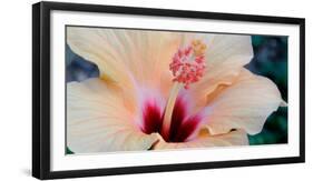 Close-Up of a Hibiscus Flower, Pinole, California, USA-null-Framed Photographic Print