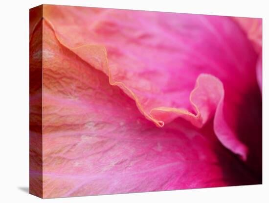 Close-up of a hibiscus flower.-Julie Eggers-Stretched Canvas