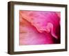 Close-up of a hibiscus flower.-Julie Eggers-Framed Photographic Print