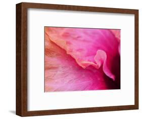 Close-up of a hibiscus flower.-Julie Eggers-Framed Photographic Print