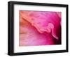 Close-up of a hibiscus flower.-Julie Eggers-Framed Photographic Print
