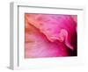 Close-up of a hibiscus flower.-Julie Eggers-Framed Photographic Print