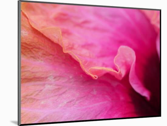 Close-up of a hibiscus flower.-Julie Eggers-Mounted Photographic Print