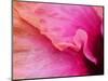 Close-up of a hibiscus flower.-Julie Eggers-Mounted Photographic Print