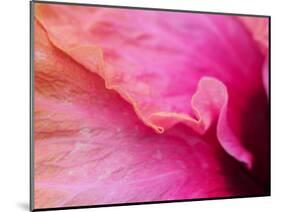 Close-up of a hibiscus flower.-Julie Eggers-Mounted Photographic Print