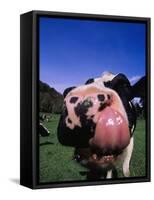 Close-up of a Holstein Cow's Mouth and Tongue-Lynn M^ Stone-Framed Stretched Canvas