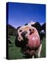 Close-up of a Holstein Cow's Mouth and Tongue-Lynn M^ Stone-Stretched Canvas