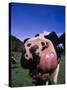 Close-up of a Holstein Cow's Mouth and Tongue-Lynn M^ Stone-Stretched Canvas