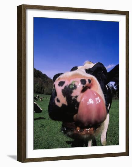 Close-up of a Holstein Cow's Mouth and Tongue-Lynn M^ Stone-Framed Premium Photographic Print