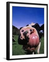 Close-up of a Holstein Cow's Mouth and Tongue-Lynn M^ Stone-Framed Premium Photographic Print