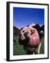 Close-up of a Holstein Cow's Mouth and Tongue-Lynn M^ Stone-Framed Premium Photographic Print