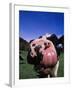 Close-up of a Holstein Cow's Mouth and Tongue-Lynn M^ Stone-Framed Photographic Print