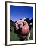 Close-up of a Holstein Cow's Mouth and Tongue-Lynn M^ Stone-Framed Photographic Print