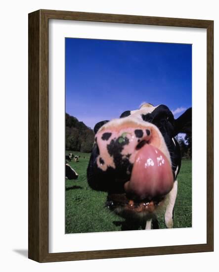 Close-up of a Holstein Cow's Mouth and Tongue-Lynn M^ Stone-Framed Photographic Print