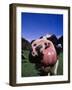 Close-up of a Holstein Cow's Mouth and Tongue-Lynn M^ Stone-Framed Photographic Print