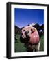 Close-up of a Holstein Cow's Mouth and Tongue-Lynn M^ Stone-Framed Photographic Print