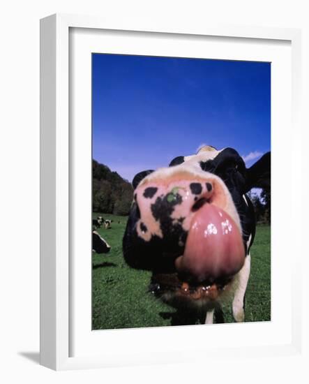 Close-up of a Holstein Cow's Mouth and Tongue-Lynn M^ Stone-Framed Photographic Print