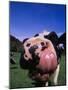 Close-up of a Holstein Cow's Mouth and Tongue-Lynn M^ Stone-Mounted Photographic Print
