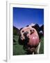 Close-up of a Holstein Cow's Mouth and Tongue-Lynn M^ Stone-Framed Photographic Print