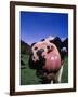 Close-up of a Holstein Cow's Mouth and Tongue-Lynn M^ Stone-Framed Photographic Print