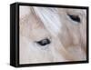 Close-Up of a Horse?S Eye, Lapland, Finland-Nadia Isakova-Framed Stretched Canvas