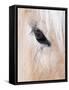 Close-Up of a Horse?S Eye, Lapland, Finland-Nadia Isakova-Framed Stretched Canvas