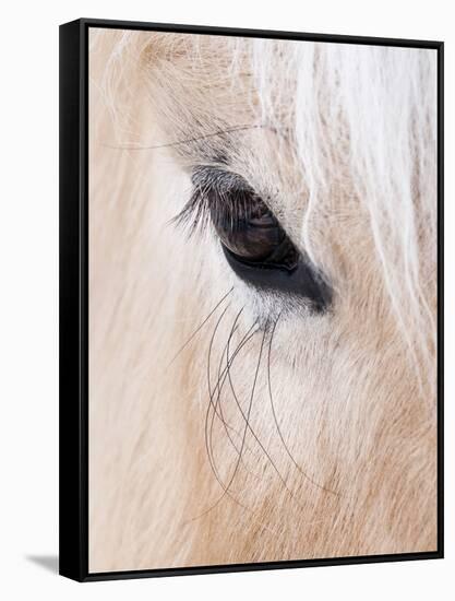 Close-Up of a Horse?S Eye, Lapland, Finland-Nadia Isakova-Framed Stretched Canvas