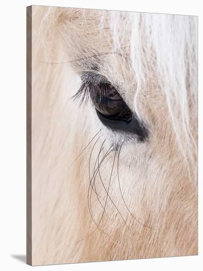 Close-Up of a Horse?S Eye, Lapland, Finland-Nadia Isakova-Stretched Canvas