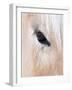 Close-Up of a Horse?S Eye, Lapland, Finland-Nadia Isakova-Framed Photographic Print