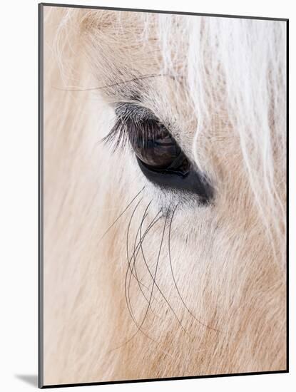 Close-Up of a Horse?S Eye, Lapland, Finland-Nadia Isakova-Mounted Photographic Print