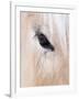 Close-Up of a Horse?S Eye, Lapland, Finland-Nadia Isakova-Framed Photographic Print