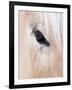 Close-Up of a Horse?S Eye, Lapland, Finland-Nadia Isakova-Framed Photographic Print