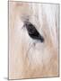 Close-Up of a Horse?S Eye, Lapland, Finland-Nadia Isakova-Mounted Photographic Print