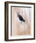 Close-Up of a Horse?S Eye, Lapland, Finland-Nadia Isakova-Framed Photographic Print