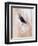 Close-Up of a Horse?S Eye, Lapland, Finland-Nadia Isakova-Framed Photographic Print