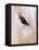 Close-Up of a Horse?S Eye, Lapland, Finland-Nadia Isakova-Framed Stretched Canvas