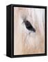 Close-Up of a Horse?S Eye, Lapland, Finland-Nadia Isakova-Framed Stretched Canvas