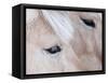 Close-Up of a Horse?S Eye, Lapland, Finland-Nadia Isakova-Framed Stretched Canvas