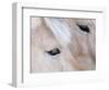 Close-Up of a Horse?S Eye, Lapland, Finland-Nadia Isakova-Framed Photographic Print