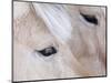 Close-Up of a Horse?S Eye, Lapland, Finland-Nadia Isakova-Mounted Photographic Print