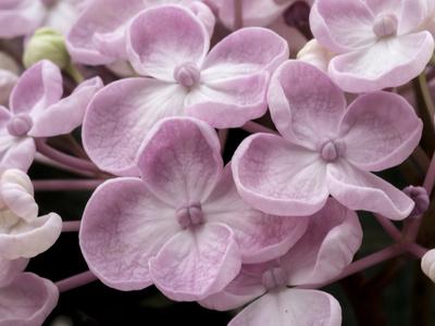 Image of Hydrangea Ayesha flower closeup