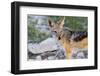 Close up of A Jackal-Circumnavigation-Framed Premium Photographic Print