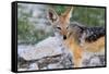 Close up of A Jackal-Circumnavigation-Framed Stretched Canvas