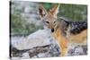 Close up of A Jackal-Circumnavigation-Stretched Canvas