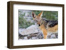 Close up of A Jackal-Circumnavigation-Framed Photographic Print