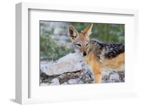 Close up of A Jackal-Circumnavigation-Framed Photographic Print