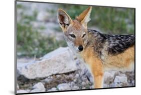 Close up of A Jackal-Circumnavigation-Mounted Photographic Print